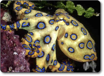 octopus